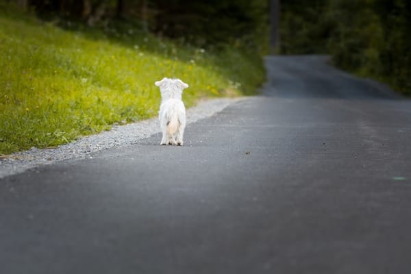Walking to the Happy Place